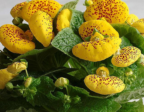 Calceolaria Herbeohybrida